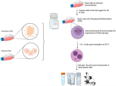 In vitro micronucleus assay: Method for assessment of nanomaterials using cytochalasin B